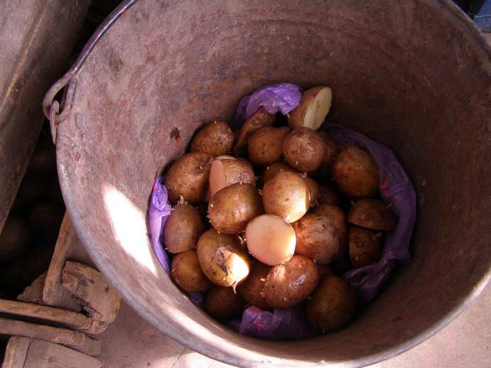 Перед высаживанием семенной картофель можно защитить Максимом от болезней