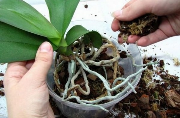 Грунт для орхидеи должен обеспечивать минимум влаги вокруг корня и свободную циркуляцию воздуха