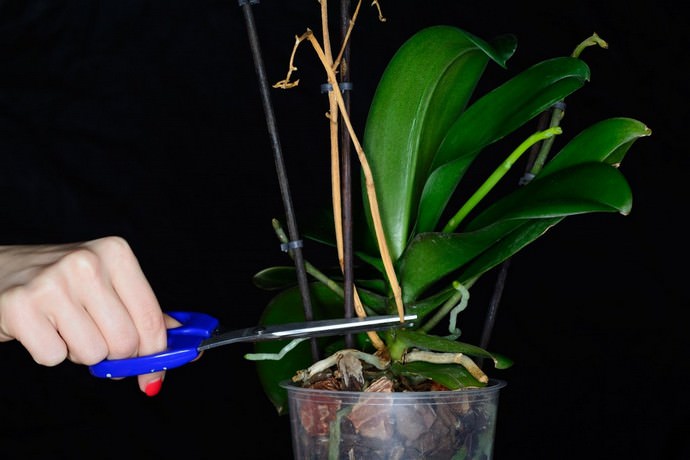 Чтобы добиться цветения, стрелу орхидеи обрезают примерно над третьей почкой