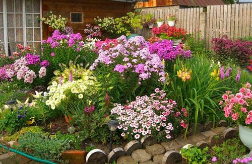 Цветы для сада (55 фото): неприхотливые для ленивых, красивые, простые безхлопот, легкие в уходе для клумбы