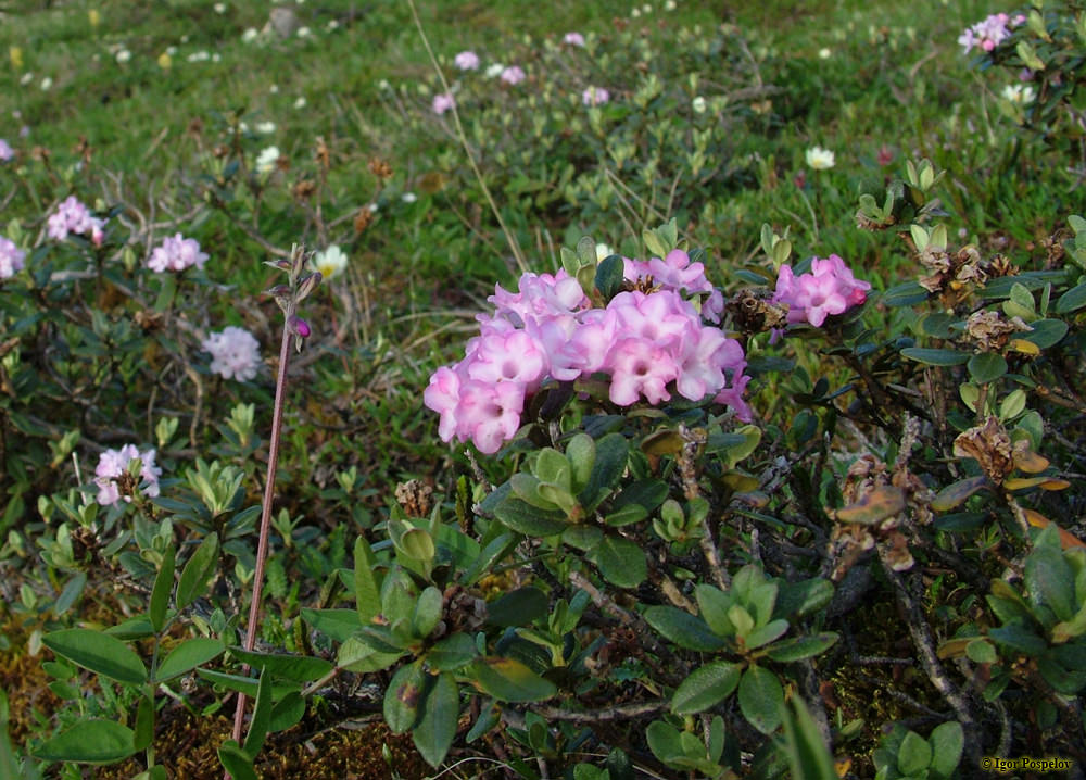Рододендрон Адамса (Rhododendron adamsii)