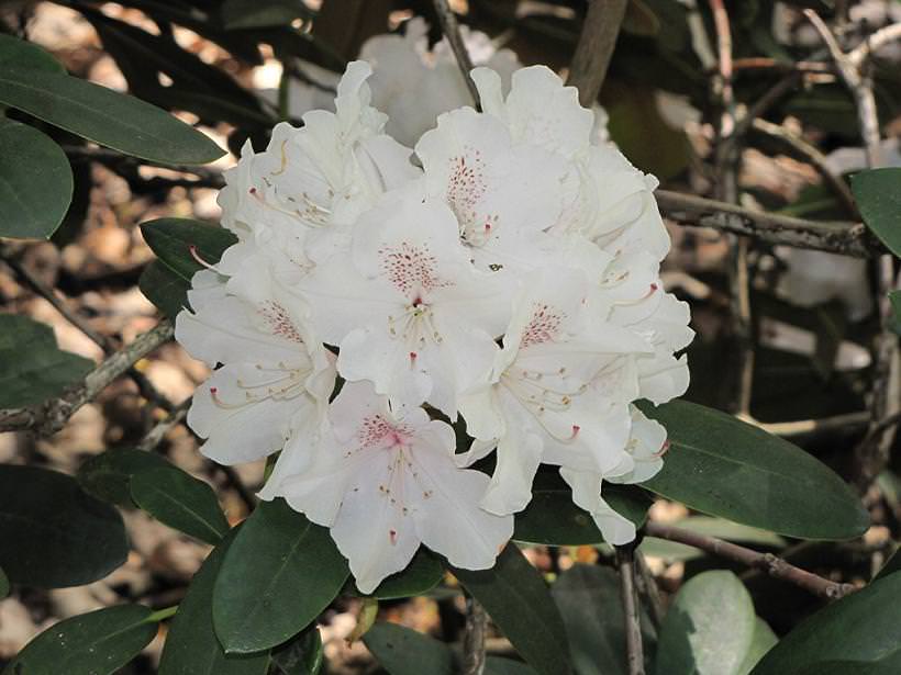 Рододендрон якушиманский (Rhododendron schneekrone)
