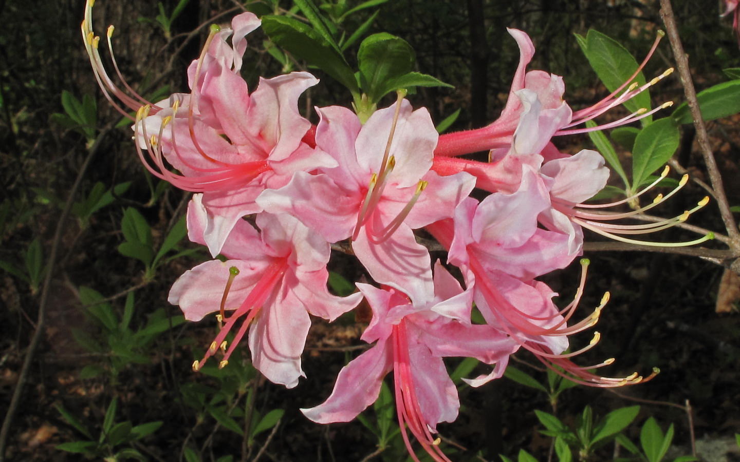 Рододендрон розовый (Rhododendron roseum)