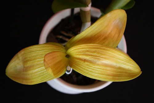 Иногда орхидеи начинают болеть, нижние листья желтеют и пропадают