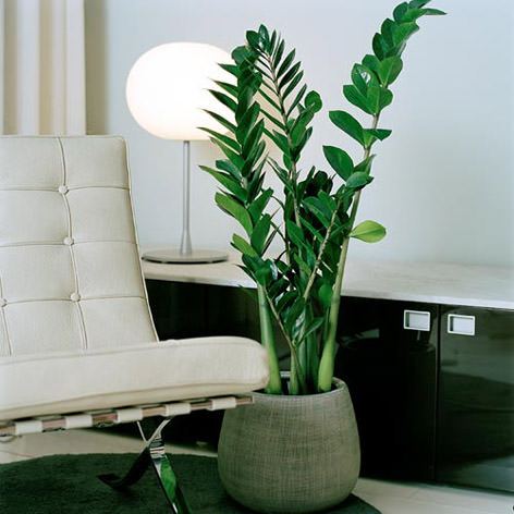 Замиокулькас – достаточно нетребовательное к условиям выращивания декоративное комнатное растение