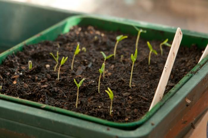 Через 7-10 дней начнут появляться первые ростки