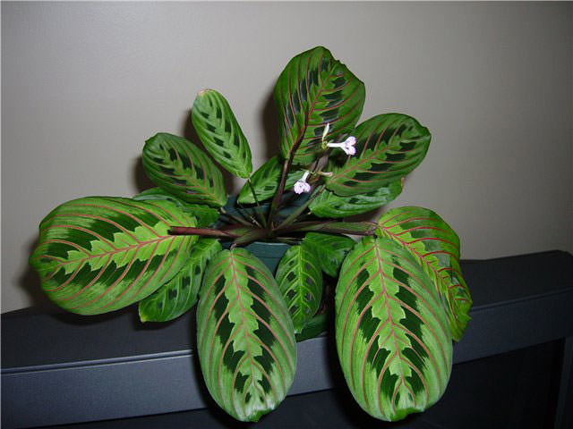 Маранта триколор является одним из немногих декоративных растений, предпочитающих расти в легкой тени