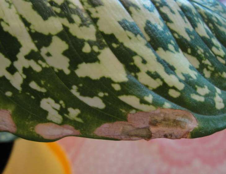 Пятнистость листвы диффенбахии характеризуется появлением по краям нижних листочков, небольших пятен бурого цвета с оранжевым окаймлением