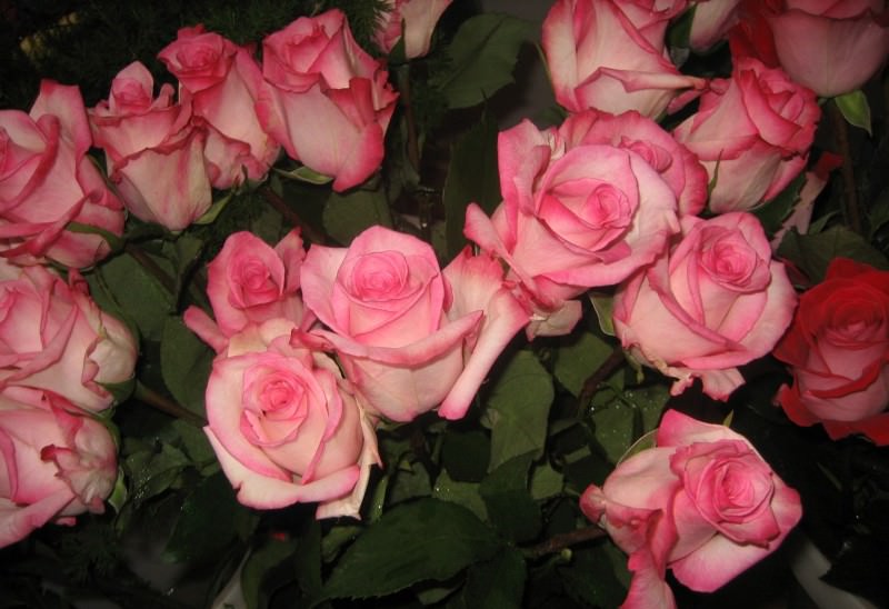 Комнатные кустовые розы в горшках: особенности ухода в домашних условиях