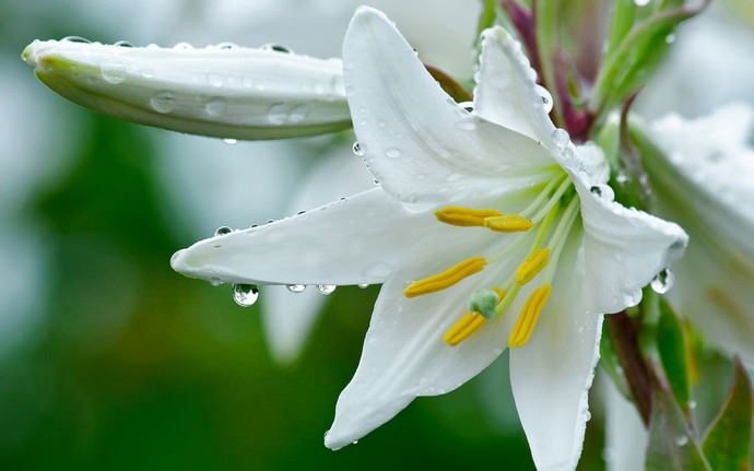 В сухие и жаркие периоды поливать лилии следует достаточно обильно, особенно в июле, когда наблюдается рост корневой системы и цветоносных побегов