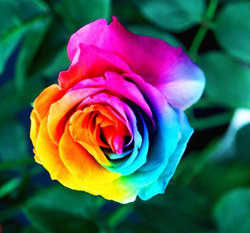 Радужная роза — самый яркий цветок в мире