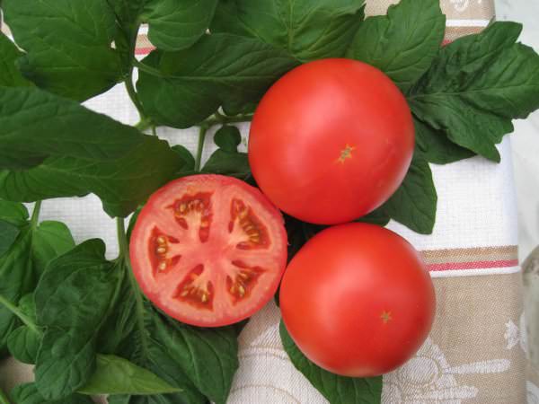 Полностью вызревшие помидоры сорта Верлиока имеют очень приятную, сладковатую, совершенно не водянистую мякоть