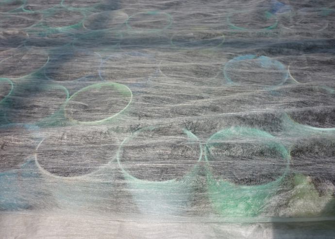 Посевы фиттонии нужно прикрыть плёнкой до появления всходов