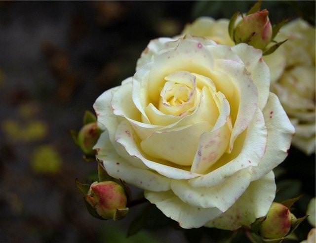 При вирусных заболеваниях цветение розы Анастасия уменьшается, рост и развитие растения замедляются