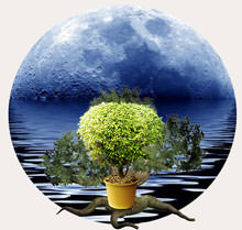 Лунный календарь посадок дает возможность понять, в какие даты и что предстоит делать