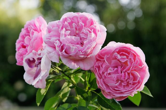 Роза Мэри Роуз характеризуется очень продолжительным и рано начинающимся волнообразным цветением