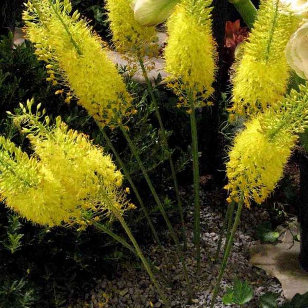 Эремурус - цветок необычайной красоты, способный украсить любой участок