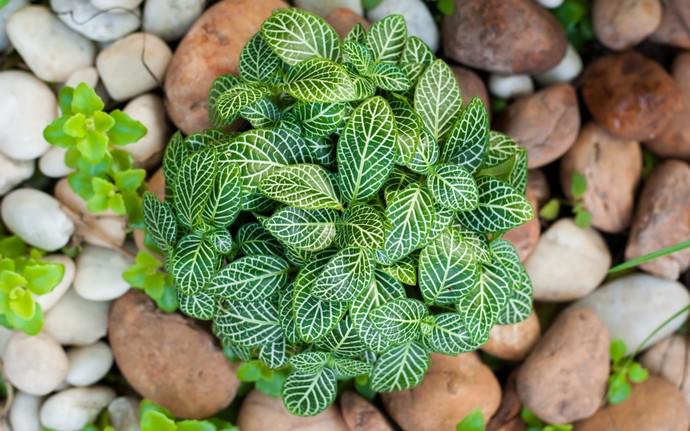 В зимний период фиттония в подкормках не нуждается