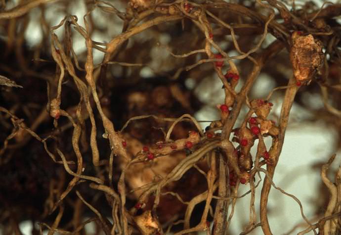 Обрабатывать клубнику от нематод придется систематически