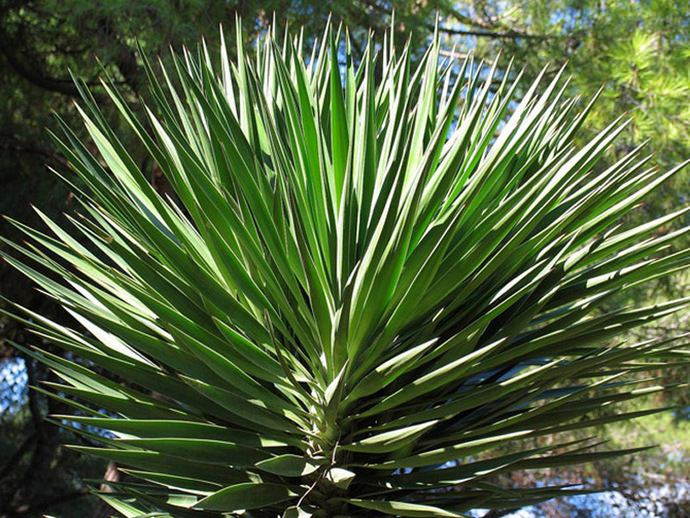 Юкка сизая является многолетним вечнозеленым однодомным, бесстебельным или имеющим небольшую деревянистую стеблевую часть растением