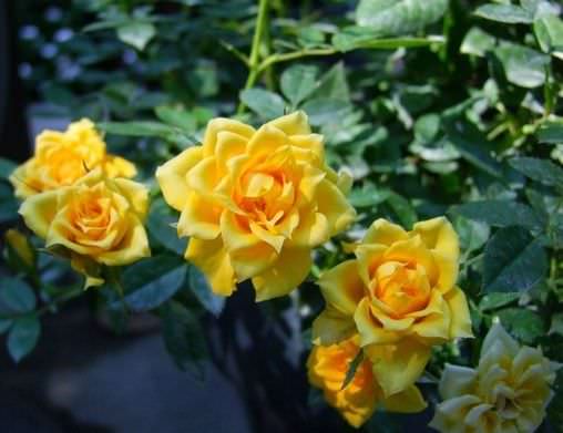 Miniaturní růže: dojemná krása ve vaší zahradě