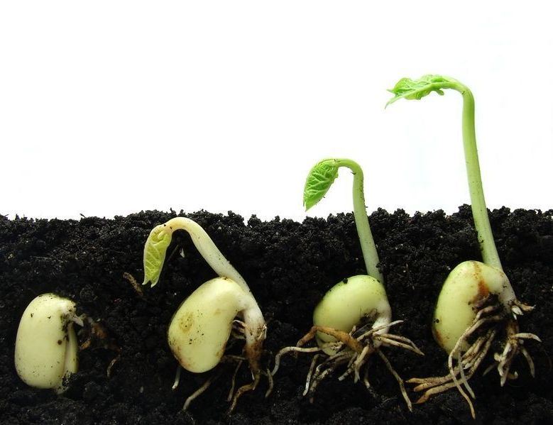 Любую бобовую культуру, а также декоративно-вьющиеся растения желательно укоренять в знаке Весы