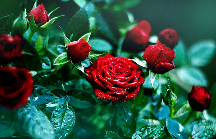 Кустовые розы (50 фото): белые, красные, розовые, двуцветные,мелкоцветковые сорта, опоры для кустов, правила ухода, заболевания,выращивание, размножение, обрезка, в декоре сада