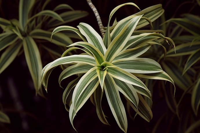 Садовая форма Song of India имеет сильно разветвленные стебли и привлекательную листву с окантовкой желтого цвета