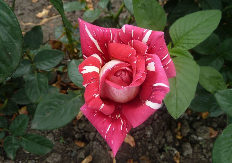 Роза Прайд: особенности и характеристика сорта, правила посадки, выращивания и ухода, отзывы