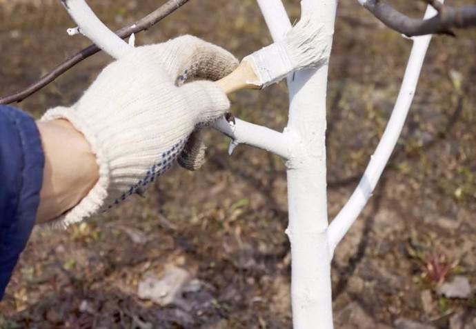 В апреле проводится побелка стволов деревьев