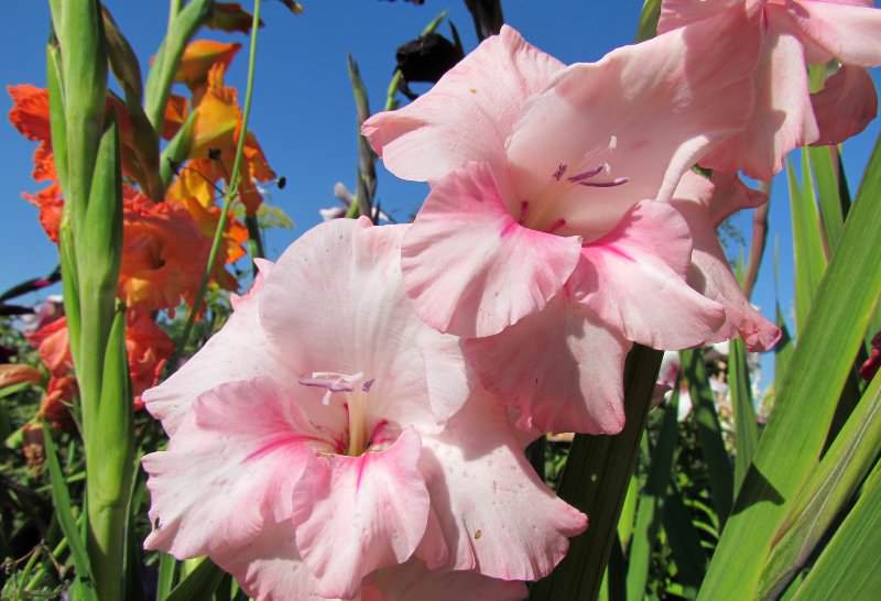 На второй год гладиолусы порадуют садовода первыми цветами получившегося нового сорта