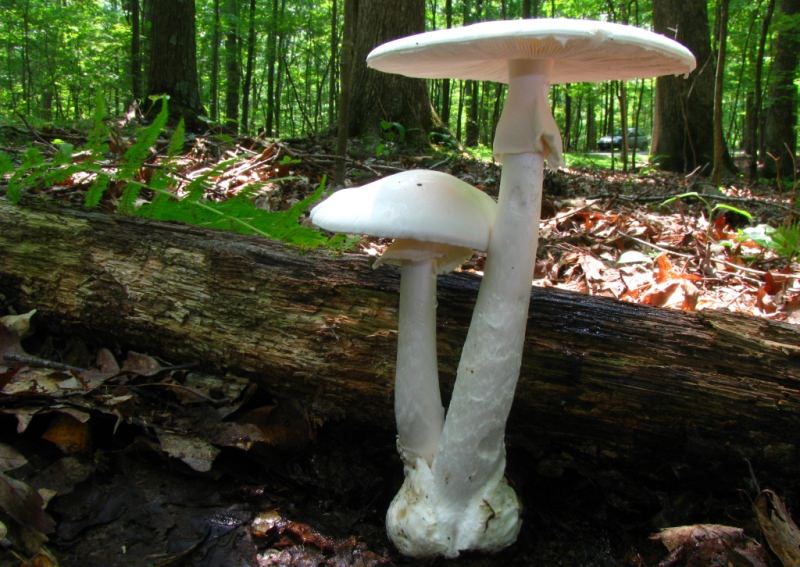 Шляпа микоризообразующего пластинчатого продукта способна вырасти при благоприятных условиях до 20 см в диаметре