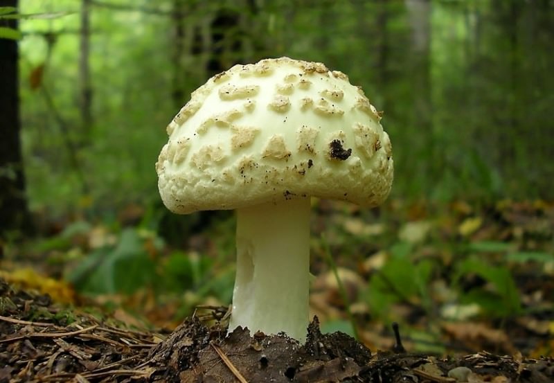 Встречаются мухоморы, на которых не появляются хлопковые чешуйки