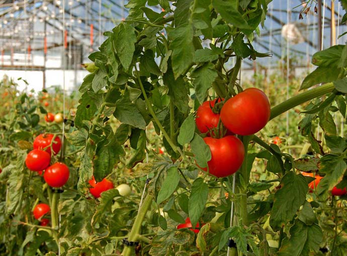 Подкормка томатов дрожжевым раствором позволяет получить мощные и крепкие, очень урожайные растения