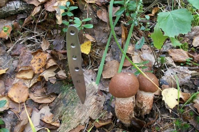 Пластинчатые виды съедобных грибов следует срезать ножом, а трубчатые плодовые тела необходимо выкручивать из почвы