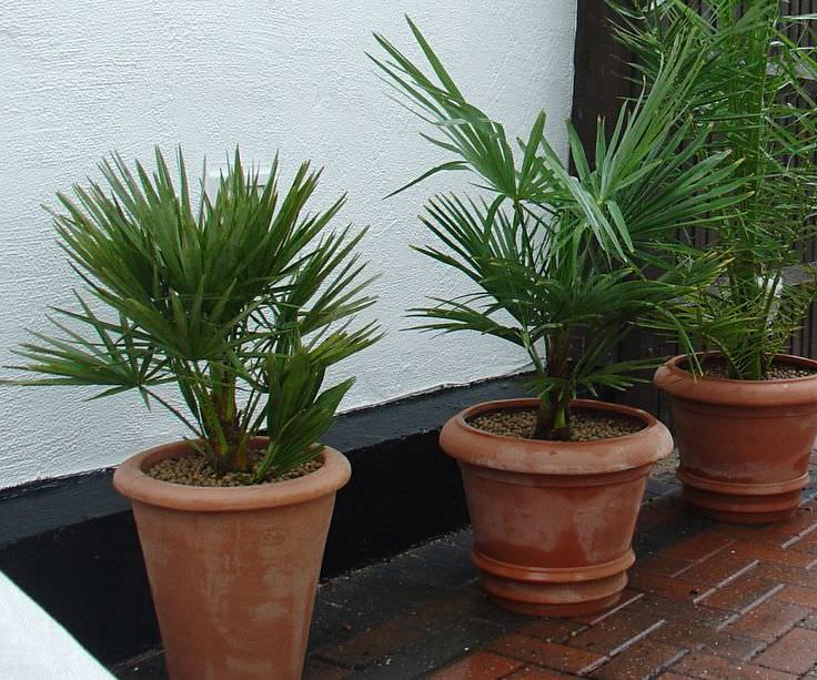 Финиковая пальма в домашних условиях выращивается не слишком часто