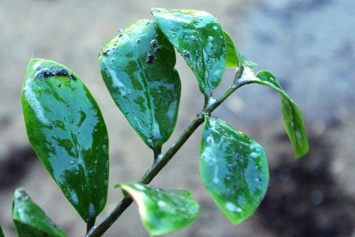 Замиокулькас плачет при плохом обращении, включая травмированные листья, избыточное внесение удобрений и чрезмерные оросительные мероприятия