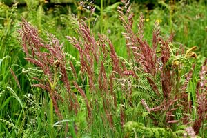 Овсяница луговая – использование для газонов, отличие от других трав, видео