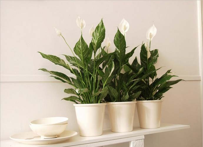 Спатифиллум – растение из рода многолетних вечнозеленых растений семейства Ароидные