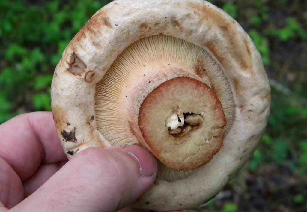 Важно внимательно осматривать собираемые грибы и уметь отличать съедобные виды от грибов-двойников