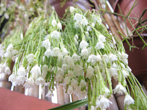 Рипсалис волосовидный (R.capilliformis)