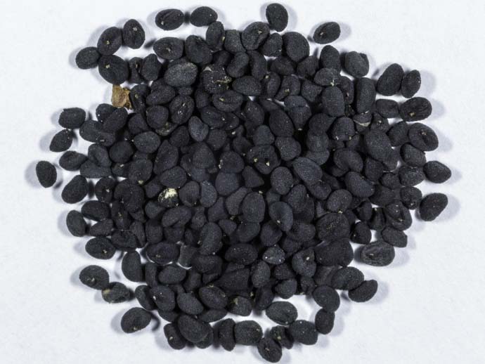 Шлемник в почвенно-климатических условиях средней полосы нашей страны и на Украине образует вполне пригодный к посеву семенной материал