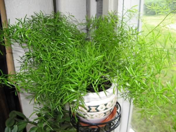 Выращиваем аспарагус (спаржу): ажурное чудо в домашних условиях