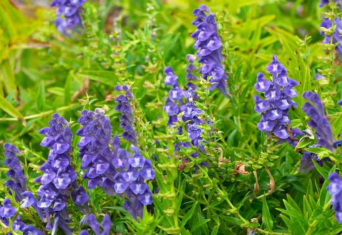Шлемник байкальский (scutellaria baicalensis): лечебные свойства и ...