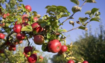 Яблоня – это один из немногих видов плодовых деревьев, который высаживать лучше осенью