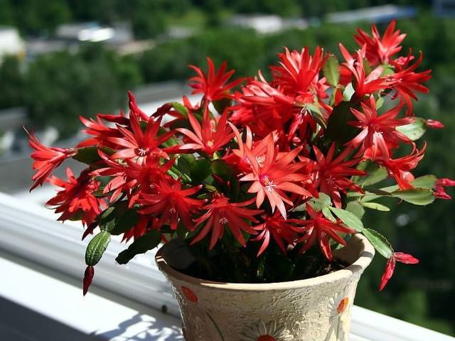 Декабрист неуютно чувствует себя на южных и западных окнах, так как здесь солнечные лучи могут оказаться чрезмерно яркими