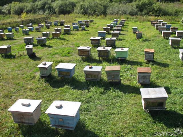 Что лучше всего садить возле ульев