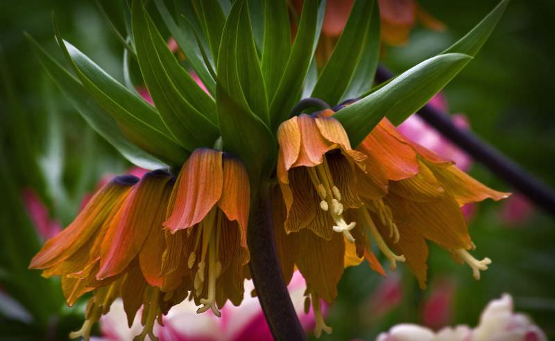 Цветок императорский рябчик: посадка под осень и уход