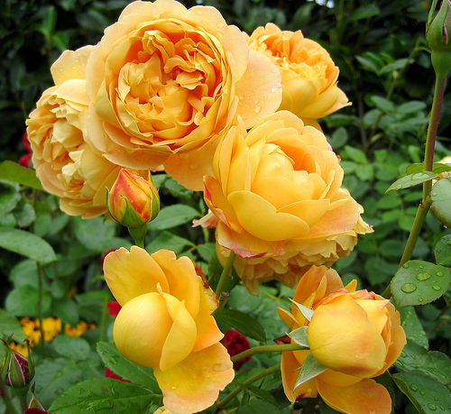 Розы флорибунда желтые сорта фото описание