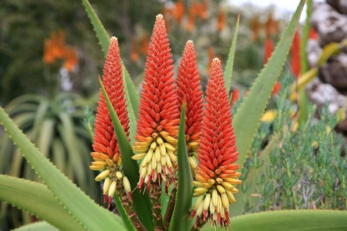 Цветут алоэ в природе раз в несколько лет
